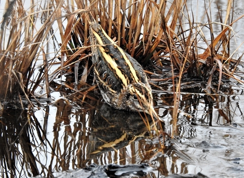Jack snipe by Dave Steel