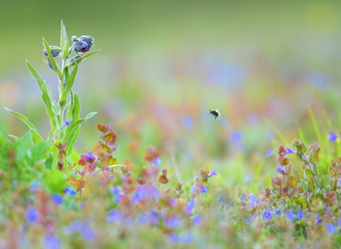 bumblee bee in a meadow