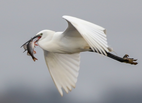 Little Egret with Fish - Lunt Meadows