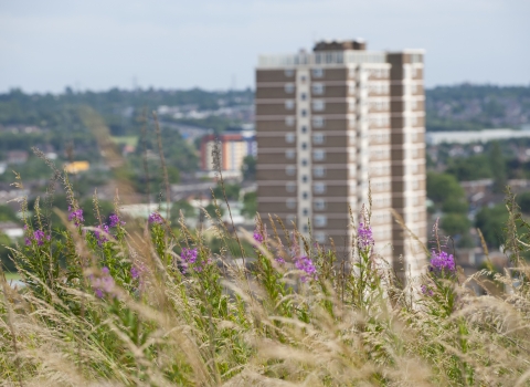 Wildflowers growing on a hill behind a block of flats in a city