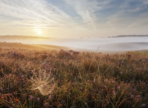 Spider web in heathland by Guy Edwardes/2020VISION