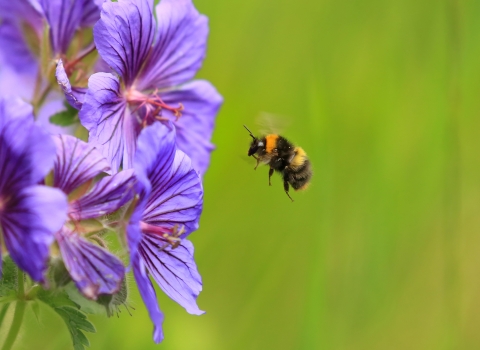 An early bumblebee flying towards purple flowerheads