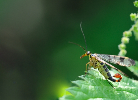 A male scorpion fly sitting on a green leaf