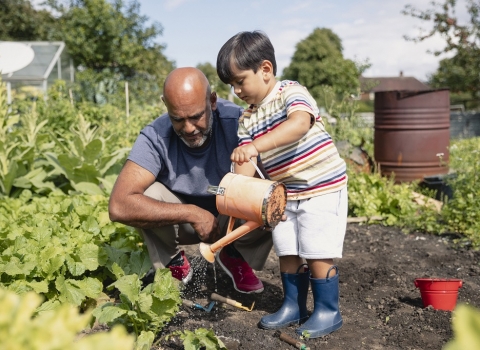 A young boy watering plants on an allotment with his father
