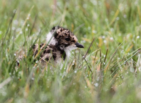 A lapwing chick hiding amongst dew-covered grass
