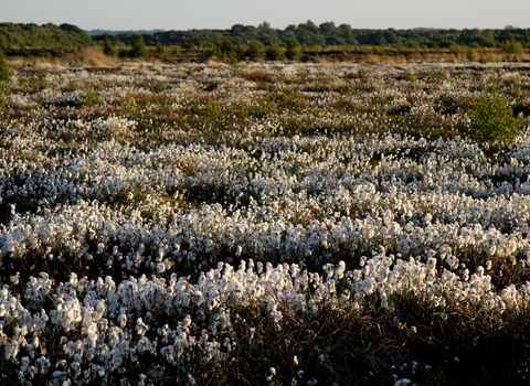 Cottongrass - Little Woolden Moss
