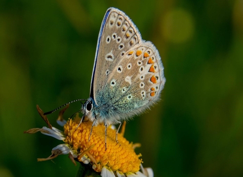 Common Blue Butterfly 