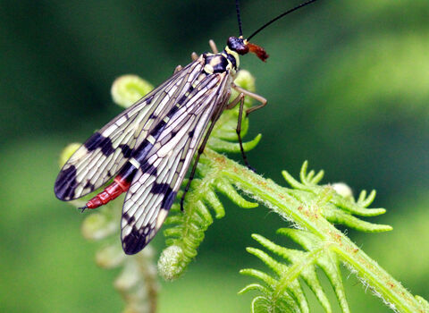 Scorpain fly