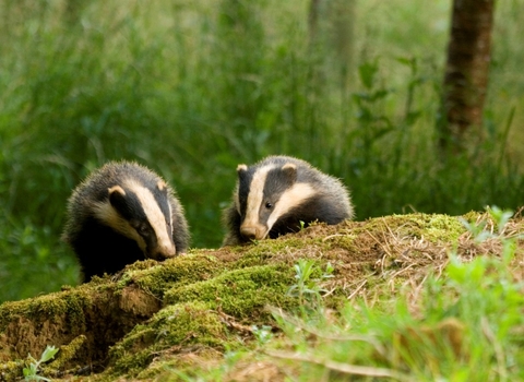 Badgers by Darin Smith