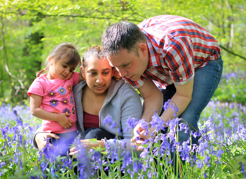 A mother, father and young daughter watching wildlife in a sunny bluebell wood