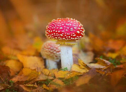 A pair of fly agaric mushrooms growing amongst orange autumn leaves