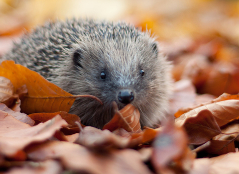 Hedgehog