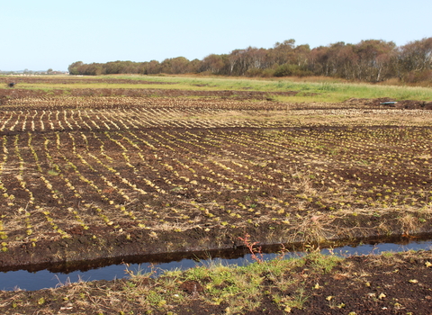 Thousands of plugs of green sphagnum moss planted in rows