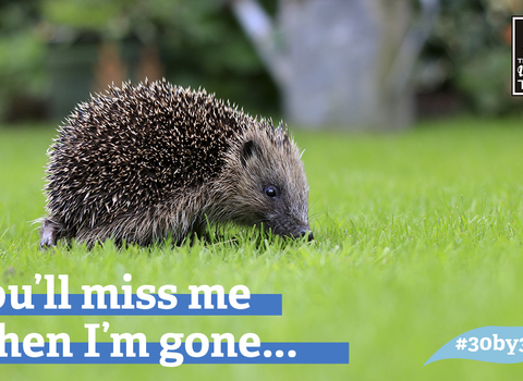 Hedgehogs are one of the animals under threat unless the government takes action to protect wildlife