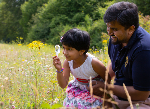 A father and daughter looking for minibeasts on plants in a wildflower meadow