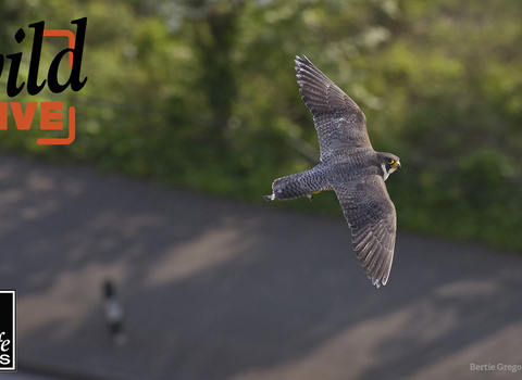 A peregrine falcon flying over an urban street