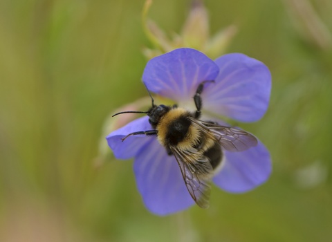 Garden bumblebee
