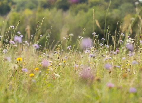 Wildflower meadow (c) James Adler