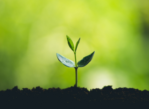 Seedling