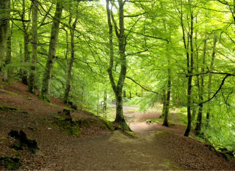 Woodland