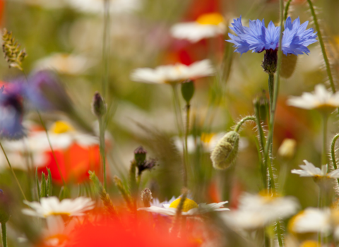 Wildflowers by Paul Hobson