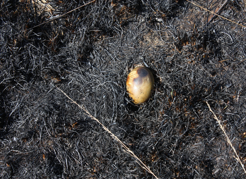 A blackened bird egg sitting in the ashes of a groud-nesting birds nest destroyed by fire