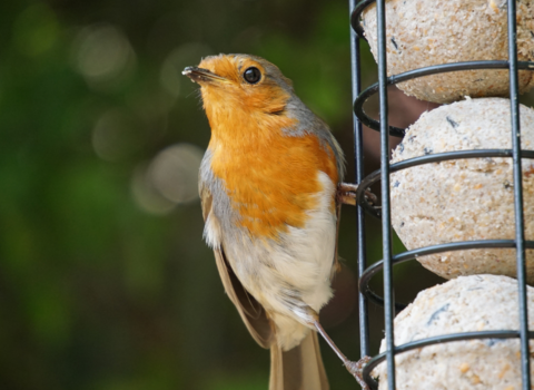 Robin on bird feeder