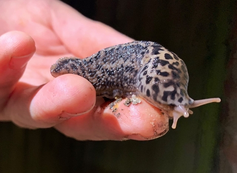 A person's hand holding a leopard slug