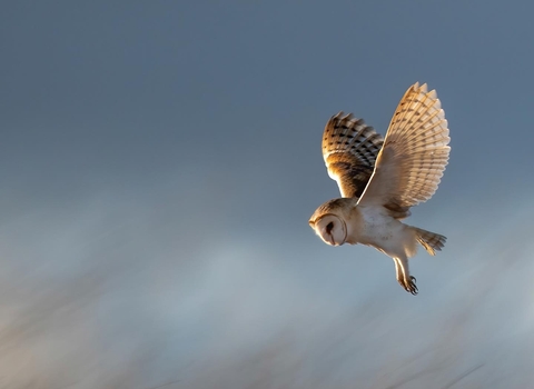 Barn owl hunting 