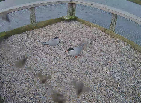 A pair of common terns on a nest on a tern raft at Brockholes Nature Reserve