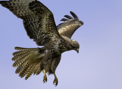 Buzzard