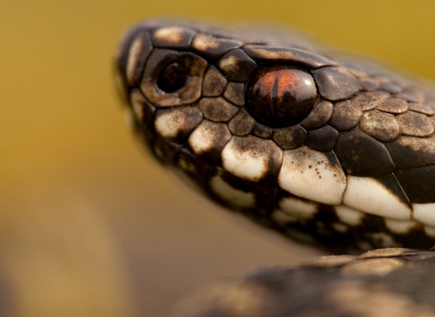 Adder Wildlife Trust