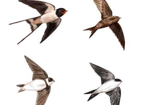Swifts, swallow, martins