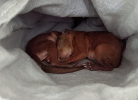 Two baby red squirrels curled up asleep in a cotton bag. Both squirrels are three weeks old so have short fur and no fluff on their tails
