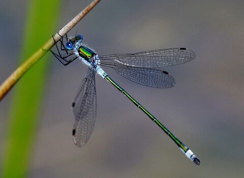 Emerald damselfly 