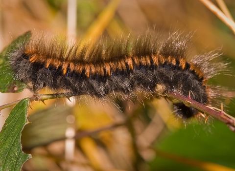 Fox moth caterpillar