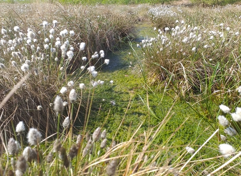 Peatland habitat with green sphagnum moss and white cotton-grass seed heads