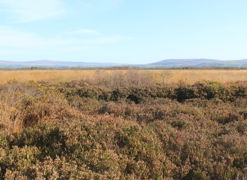 Peatland habitat with heather