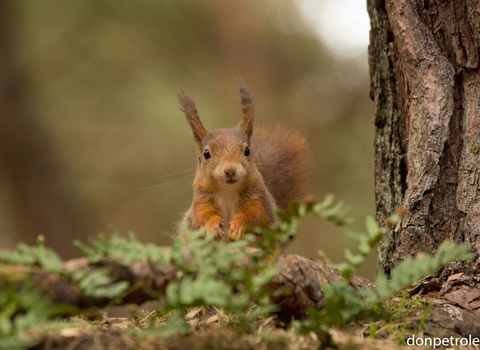 Red Squirrel in the woods