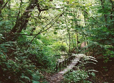 Image shows a boardwalk in the woods, lots of greenery and vegetation.