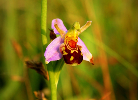 Bee Orchid ©Amy Pennington