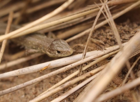 Sand lizard on Fylde Sand Dunes ©Amy Pennington