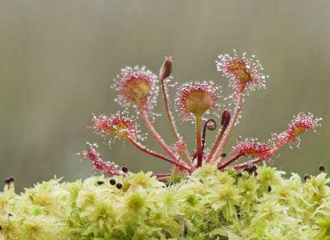 Green sphagnum moss with red round-leaved sundew