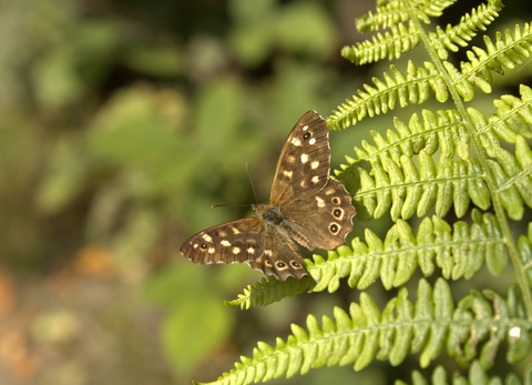 Image shows a speckled wood butterfly perched on a fern