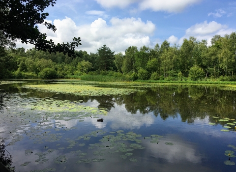 Mere Sands Wood 