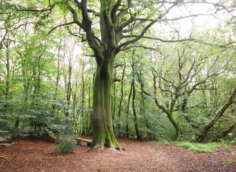Image shows a large Beech tree with orange leaves at the base and bright green leaves on the branches