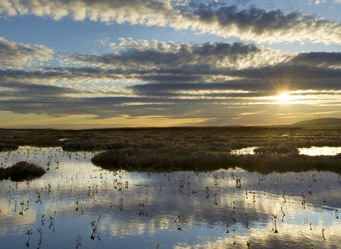 Pool system on a peat bog as the sun is setting