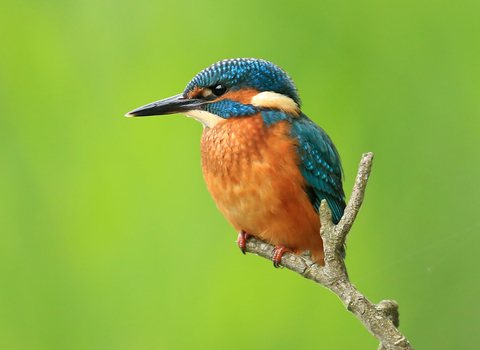 Kingfisher