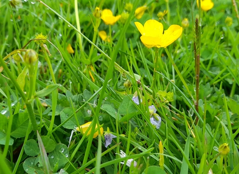 A close up of a meadow