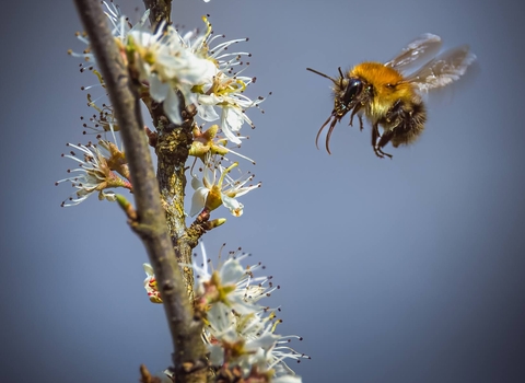 Bee feeding on blossom 